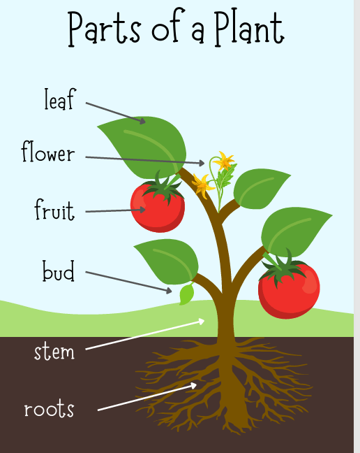 Nature understanding